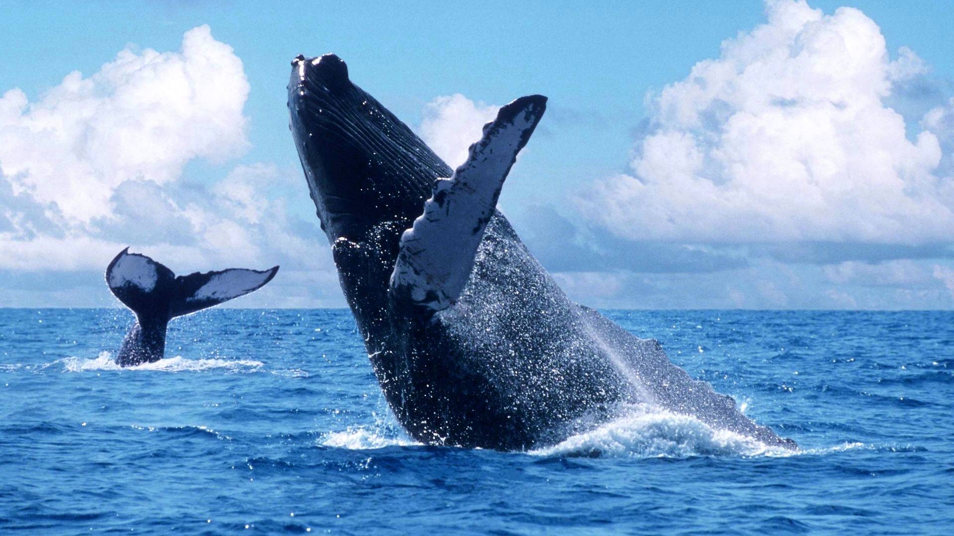 Whale Watching Season 2023 from Punta Cana