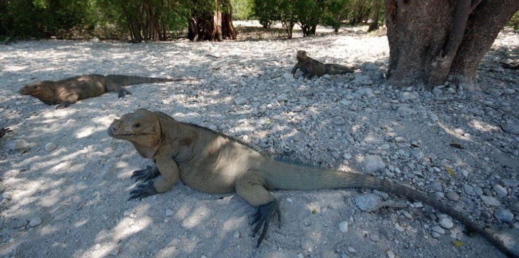 iguanas in enriquillo national park