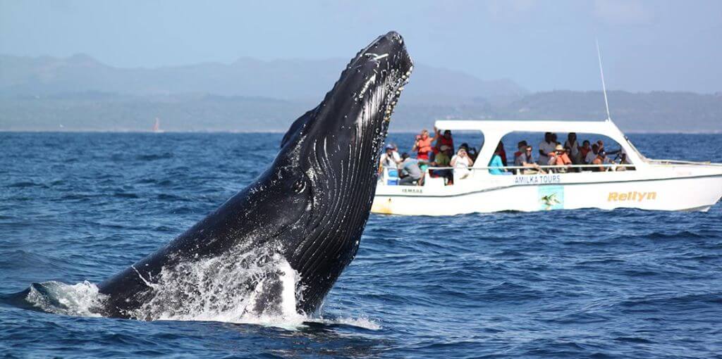 whale watching in Punta Cana