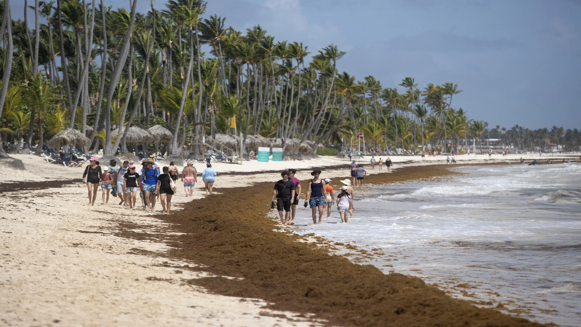 Beach in Punta Cana affected by sargassum
